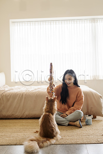 소통 즐거움 화목 20대 성인여자한명만 여자 한국인 한명 JPG 앞모습 포토 고양이 고양이낚시대 교감 놀이 메인쿤 반려 반려동물 반려묘 실내 앉기 장난감 전신 침대 커피잔 펫팸족 한마리