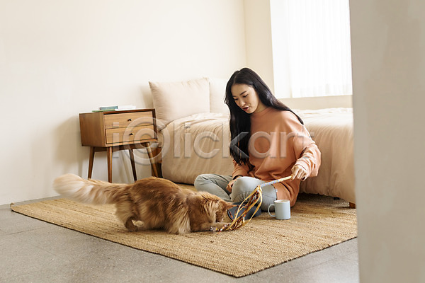 소통 즐거움 화목 20대 성인여자한명만 여자 한국인 한명 JPG 앞모습 포토 고양이 교감 놀이 메인쿤 반려 반려동물 반려묘 실내 장난감 전신 침대 커피잔 펫팸족 한마리