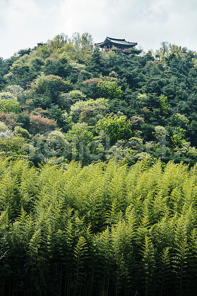 사람없음 JPG 포토 관광지 국내여행 나무 대나무 대나무숲 숲 십리대숲 야외 울산 정자(건축물) 주간 태화강국가정원 풍경(경치) 한국