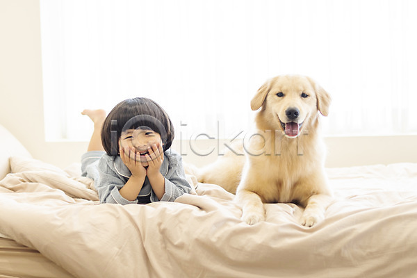 다정 즐거움 행복 화목 남자 소년한명만 어린이 한국인 한명 JPG 앞모습 포토 강아지 골든리트리버 미소(표정) 반려 반려견 반려동물 엎드리기 전신 침대 침실 한마리