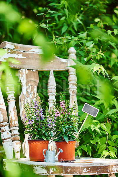사람없음 JPG 아웃포커스 포토 물뿌리개 반려식물 식물 안젤로니아 야외 원예 의자 자연 정원 주간 초록색 취미 홈가드닝 화분 화초