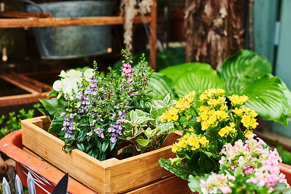 사람없음 JPG 포토 무늬산호수 반려식물 베고니아 식물 안젤로니아 야외 원예 자연 정원 주간 취미 카랑코에 홈가드닝 화초