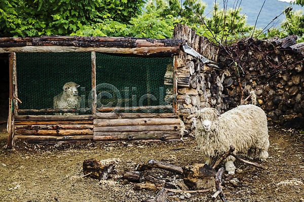 사람없음 JPG 포토 관광지 국내여행 농장 단양 동물 두마리 야외 양 양털 주간 충청도 충청북도 풍경(경치) 한국