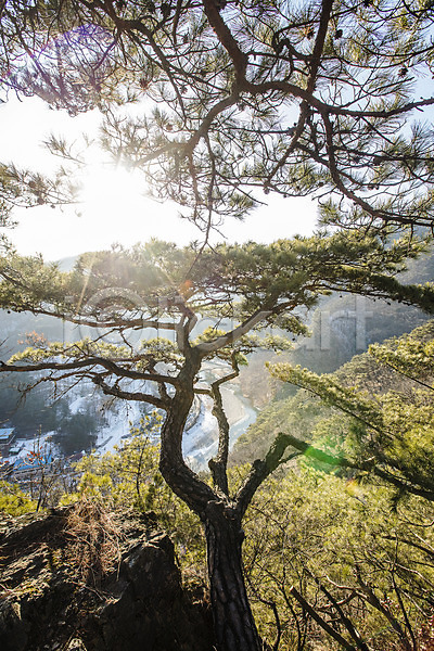 사람없음 JPG 포토 강원도 관광지 국내여행 소금산 소나무 야외 여행 원주 주간 출렁다리 풍경(경치) 한국 햇빛
