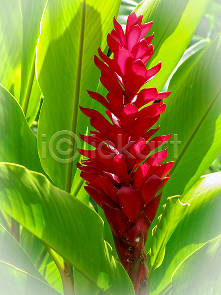 사람없음 JPG 포토 해외이미지 꽃 말레이시아 분홍색 빨간색 생강 식물 여왕 왕 원뿔 응시 이국적 자연 초록색 해외202007 흰색