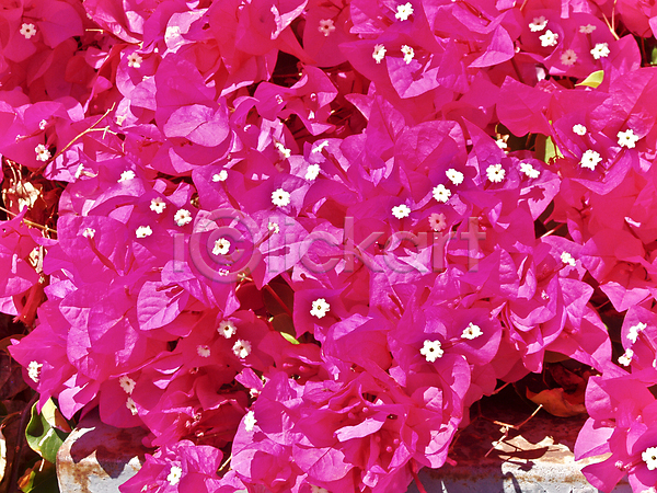 사람없음 JPG 포토 해외이미지 가시 개화 꽃 미국 벚꽃 브라질 빨간색 식물 아르헨티나 자연 장식 컬러풀 페루 해외202007