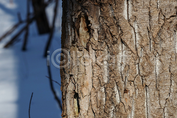 울퉁불퉁 사람없음 JPG 옆모습 포토 해외이미지 가장자리 갈색 거친 겨울 나무 나무껍질 나무줄기 내추럴 디자인 디테일 목재 묘사 백그라운드 벌거벗은 세로 숲 식물 야외 자연 질감 해외202007 회색 흰색