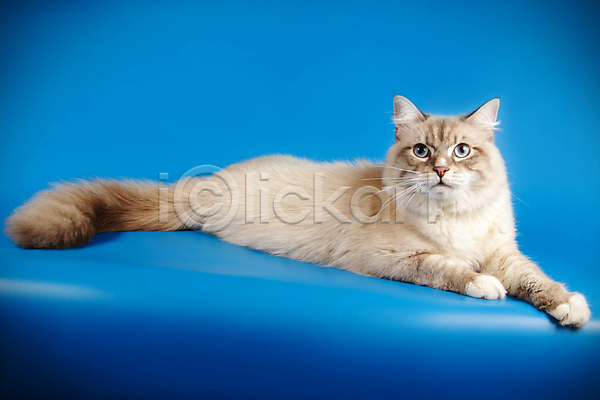 사람없음 JPG 포토 해외이미지 고양이 네바마스커레이드 반려동물 파란색 한마리 해외202007
