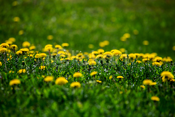 사람없음 JPG 소프트포커스 아웃포커스 포토 해외이미지 민들레 봄 식물 야외 잔디 정원 초록색 태양 풍경(경치) 해외202007 햇빛