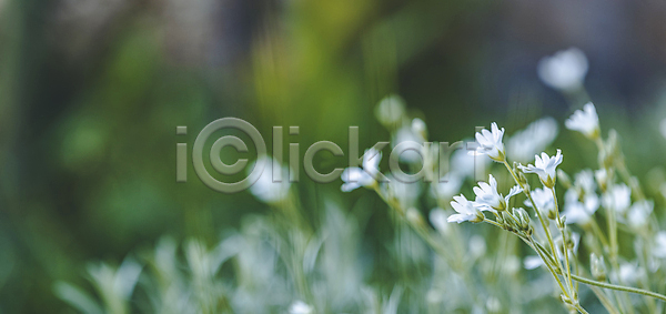 성장 신선 침묵 평화 사람없음 JPG 포토 해외이미지 4월 계절 공원 꽃 꽃가루 내추럴 노란색 땅바닥 맑음 백그라운드 벚꽃 보케 봄 부활절 빛 숲 시골 식물 아침 여름 오픈 잎 자연 잔디 정원 천국 초록색 태양 파노라마 풍경 해외202007 해외포토 햇빛 환경 휴가