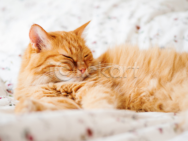 휴식 사람없음 JPG 포토 해외이미지 고양이 낮잠 반려동물 반려묘 시트 실내 이불 침대 한마리 해외202007 햇빛