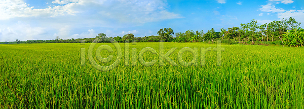 성장 신선 동양인 사람없음 JPG 포토 해외이미지 계절 내추럴 노란색 논밭 농업 농작물 농장 문화 물 밥 밭일 백그라운드 산 수확 식물 아시아 아침 야외 유기농 음식 자연 초록색 컬러풀 태국 파노라마 파란색 풍경 하늘 해외202007 해외포토 환경 흰색