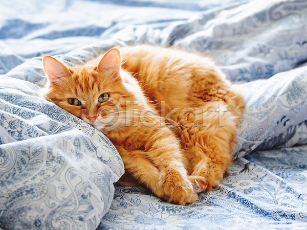 휴식 사람없음 JPG 포토 해외이미지 고양이 낮잠 반려동물 반려묘 실내 이불 침대 한마리 해외202007 햇빛