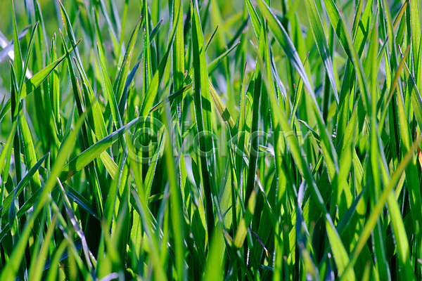 사람없음 JPG 근접촬영 포토 해외이미지 맑음 봄 식물 야외 잔디 정원 초록색 풍경(경치) 해외202007 햇빛