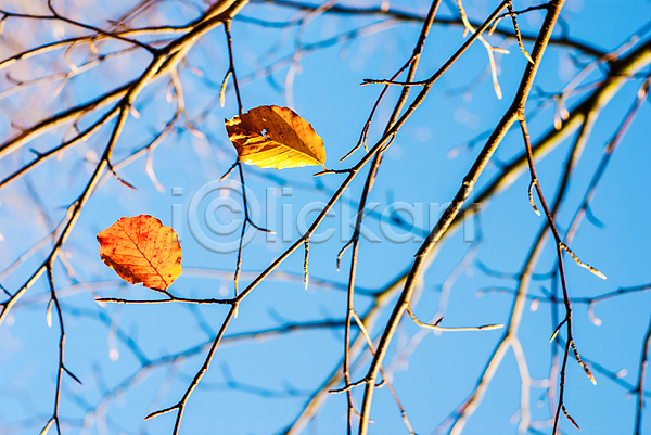건조 추위 사람없음 JPG 포토 해외이미지 가을(계절) 갈색 겨울 계절 나무 나뭇가지 낙엽 내추럴 목재 빨간색 숲 싱글 야외 잎 자연 장식 질감 패턴 해외202007 황금