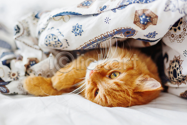 사람없음 JPG 포토 해외이미지 고양이 반려동물 반려묘 실내 안락 이불 침대 한마리 해외202007 햇빛