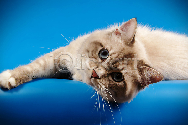 사람없음 JPG 포토 해외이미지 고양이 네바마스커레이드 반려동물 파란색 한마리 해외202007