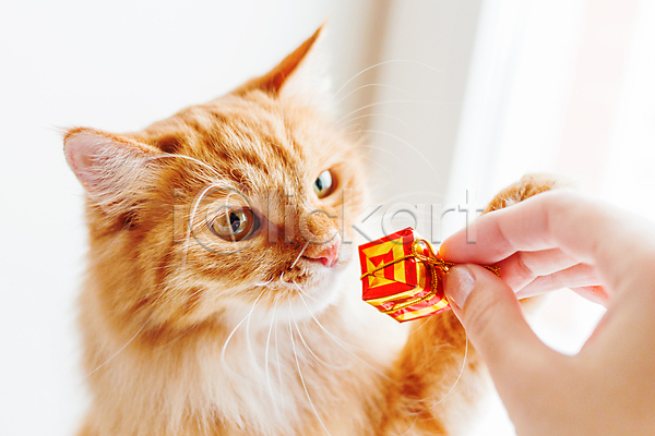 축하 신체부위 JPG 포토 해외이미지 고양이 들기 반려동물 상자 선물 손 한마리 해외202007
