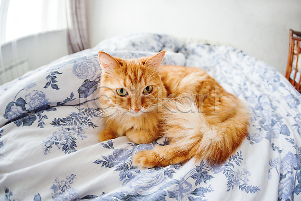 사람없음 JPG 포토 해외이미지 고양이 담요 반려동물 방 시트 침대 침실 한마리 해외202007