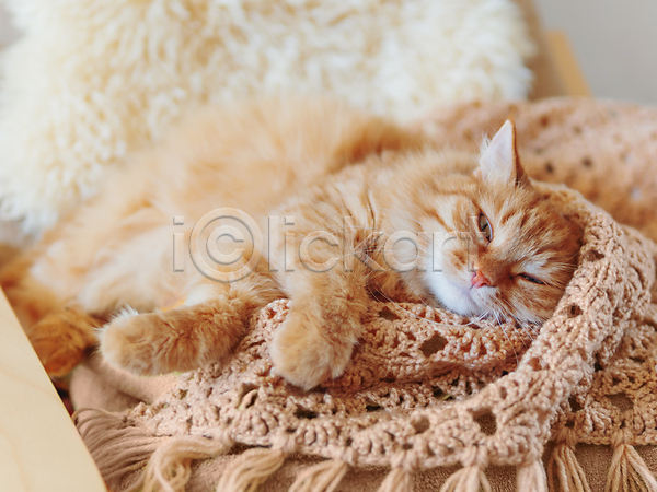 사람없음 JPG 포토 해외이미지 고양이 낮잠 반려동물 옷 의자 직물 한마리 해외202007