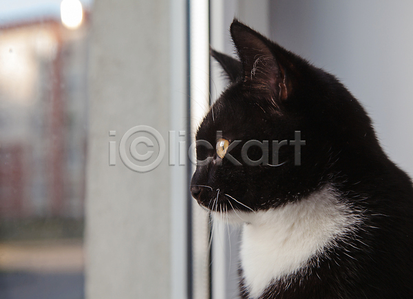 사람없음 JPG 포토 해외이미지 검은색 고양이 방 실내 응시 창문 한마리 해외202007