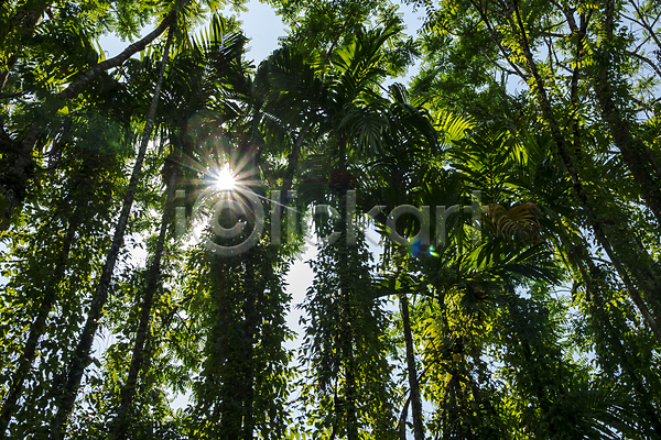 사람없음 JPG 포토 해외이미지 나무 내추럴 맑음 무료이미지 백그라운드 숲 야외 여름(계절) 자연 초록색 태양 풍경(경치) 해외202007 햇빛