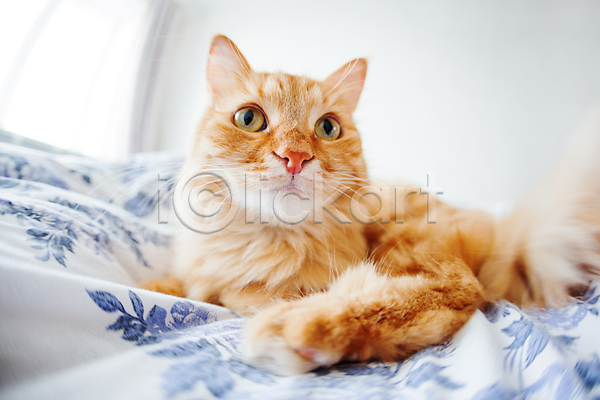 사람없음 JPG 포토 해외이미지 고양이 담요 반려동물 방 시트 침대 침실 한마리 해외202007