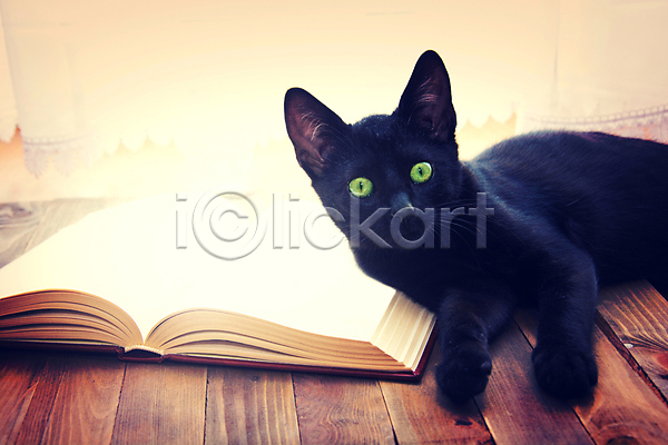 행운 사람없음 JPG 포토 해외이미지 검은색 고양이 교과서 반려동물 시트 종이 책 페이지 한마리 해외202007