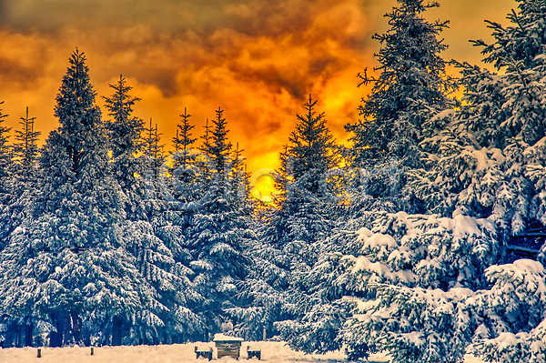 즐거움 축하 사람없음 JPG 포토 해외이미지 가문비나무 겨울 공원 나무 눈내림 눈보라 바람 산 서리 숲 야외 얼음 여행 일몰 일출 자연 전나무 지역 크리스마스 태양 풍경(경치) 하늘 해외202007