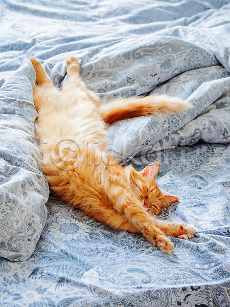 휴식 사람없음 JPG 포토 해외이미지 고양이 낮잠 담요 반려동물 시트 침대 한마리 해외202007