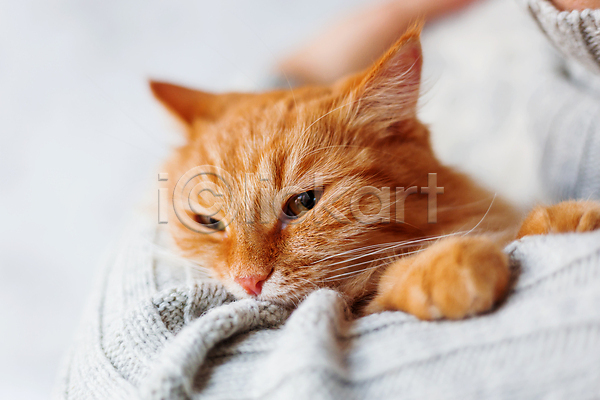 남자 남자한명만 한명 JPG 포토 해외이미지 고양이 니트 반려동물 상반신 스웨터 안기 잡기 한마리 해외202007