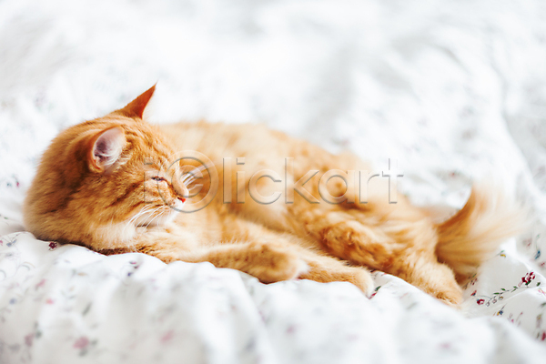 사람없음 JPG 포토 해외이미지 고양이 담요 반려동물 침대 한마리 해외202007