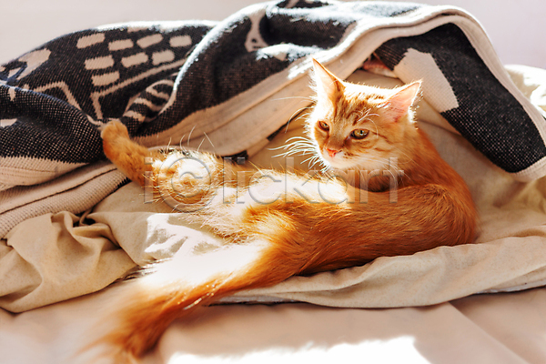 사람없음 JPG 포토 해외이미지 고양이 낮잠 반려동물 응시 침대 한마리 해외202007