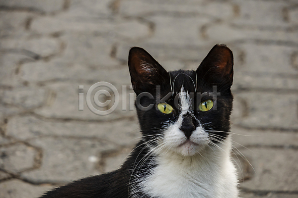 사람없음 JPG 포토 해외이미지 검은색 고양이 반려동물 실내 얼룩무늬 응시 한마리 해외202007