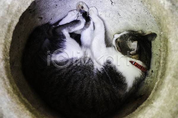 휴식 사람없음 JPG 포토 해외이미지 고양이 눕기 반려동물 실내 한마리 해외202007