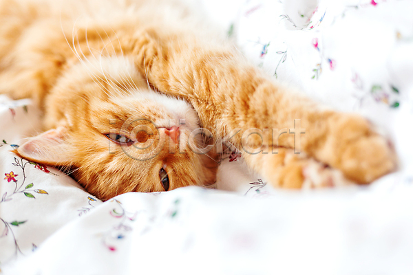 사람없음 JPG 포토 해외이미지 고양이 낮잠 담요 반려동물 시트 침대 한마리 해외202007