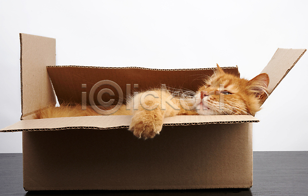 사람없음 JPG 포토 해외이미지 고양이 반려동물 상자 숨기 실내 종이 판지 한마리 해외202007