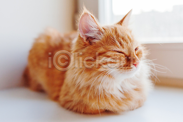 사람없음 JPG 포토 해외이미지 고양이 낮잠 무료이미지 반려동물 실내 응시 창문 한마리 해외202007 해외202105