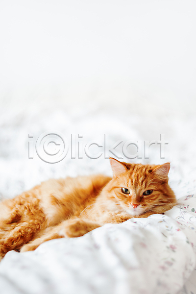 사람없음 JPG 포토 해외이미지 고양이 담요 반려동물 침대 카피스페이스 한마리 해외202007