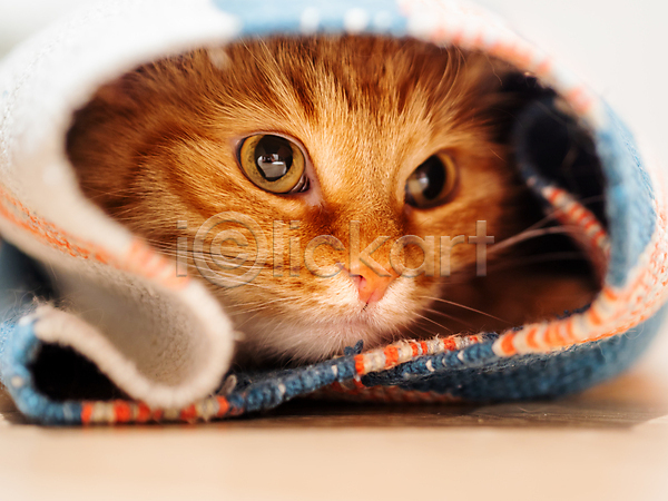 사람없음 JPG 포토 해외이미지 고양이 반려동물 응시 카펫 한마리 해외202007