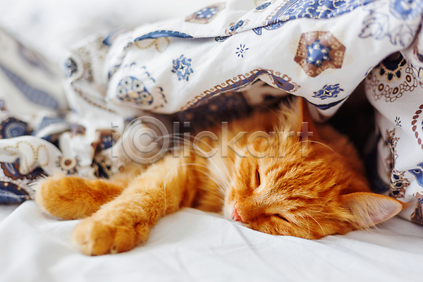 사람없음 JPG 포토 해외이미지 고양이 담요 무료이미지 반려동물 잠 침대 한마리 해외202007