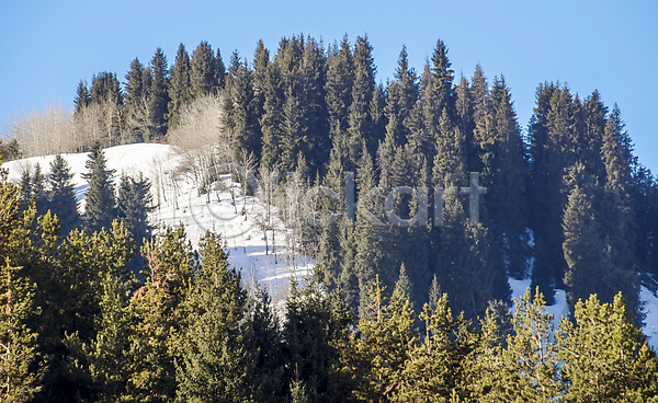 화목 사람없음 JPG 포토 해외이미지 가문비나무 겨울 계곡 공원 나무 날씨 눈내림 맑음 백그라운드 산 상록수 서리 숲 얼음 여행 자연 전나무 지역 침엽수 태양 파란색 풍경(경치) 하늘 해외202007