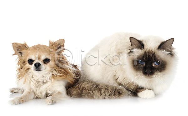 사람없음 JPG 포토 해외이미지 강아지 개 고양이 두마리 무료이미지 반려동물 샴고양이 치와와 해외202007 흰배경
