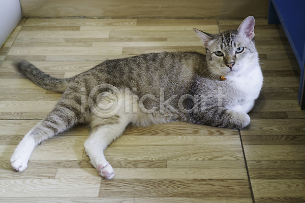 우아함 사람없음 JPG 포토 해외이미지 고양이 눕기 바닥 반려동물 카페 한마리 해외202007