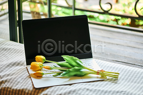 감성 사람없음 JPG 포토 꽃 노트북 발코니 식물 실내 오브젝트 주택 컬러풀 튤립