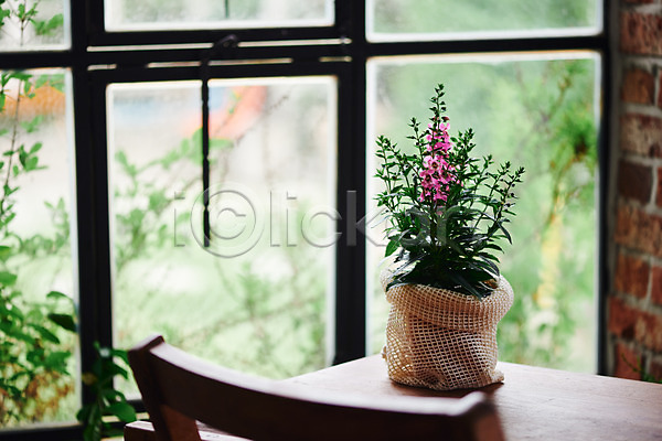 감성 사람없음 JPG 포토 꽃 식물 실내 안젤로니아 오브젝트 의자 창가 책상 컬러풀 화분 화초