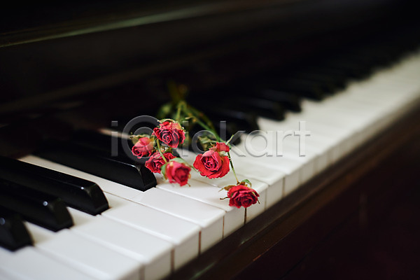 감성 사람없음 JPG 포토 건반 꽃 드라이플라워 식물 실내 악기 오브젝트 음악 장미 피아노(악기)