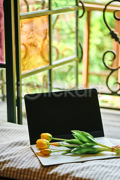 감성 사람없음 JPG 포토 꽃 노트북 발코니 식물 실내 오브젝트 주택 튤립