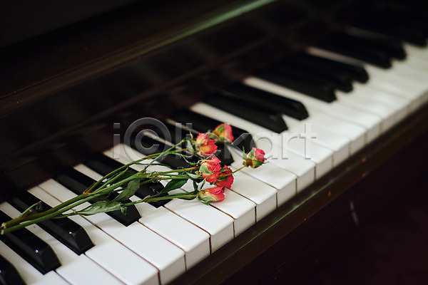 감성 사람없음 JPG 근접촬영 포토 건반 꽃 드라이플라워 식물 실내 악기 오브젝트 음악 장미 피아노(악기)