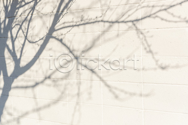사람없음 JPG 포토 그림자 나무 나뭇가지 바닥 백그라운드 야외 오후 주간 햇빛
